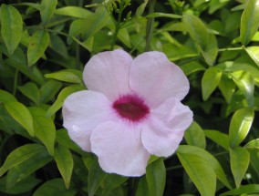 松江区商场植物花卉租赁价格及医院花卉出租车服务上海花卉租赁