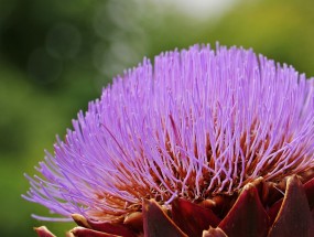 清代花卉纹样与石家庄花卉市场月季价格之探石家庄月季花批发基地